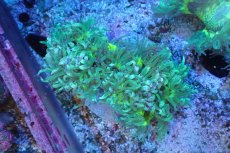 画像1: 【サンゴ】【通販】トランペットコーラル（メタリックグリーン/ブルーチップ）Mサイズ（個体販売）（±10-12cm)No.6（生体）（サンゴ） (1)