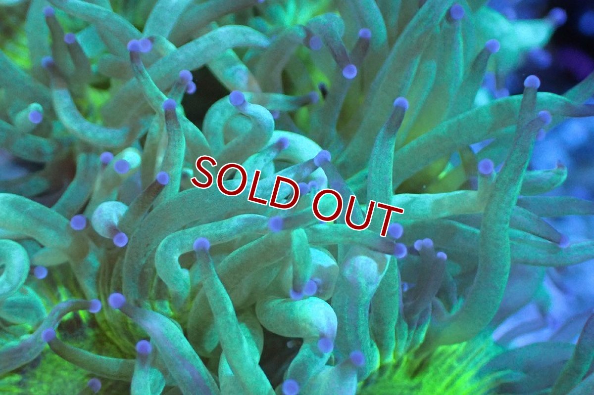 画像2: 【サンゴまとめ買い割引き10％〜20%OFF対象商品】 【サンゴ】【通販】トランペットコーラル（メタリックグリーン/ブルーチップ）Mサイズ（個体販売）（±10-12cm)No.6（生体）（サンゴ） (2)