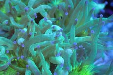 画像2: 【サンゴ】【通販】トランペットコーラル（メタリックグリーン/ブルーチップ）Mサイズ（個体販売）（±10-12cm)No.6（生体）（サンゴ） (2)