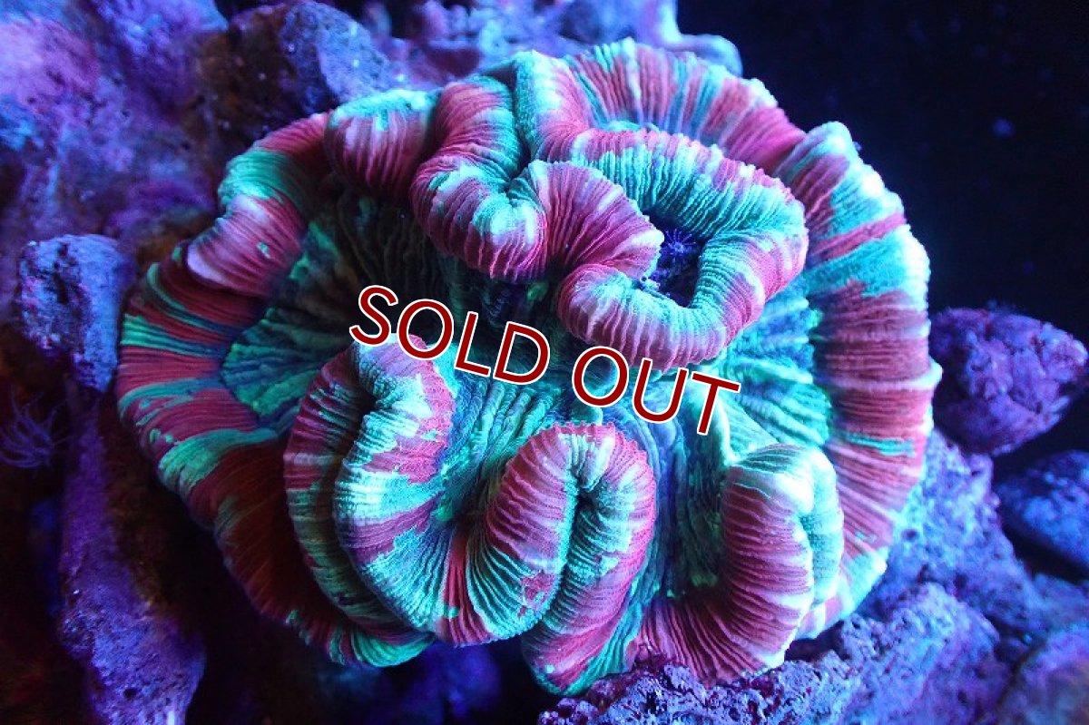 画像1: 【サンゴまとめ買い割引き10％〜20%OFF対象商品】 【サンゴ】【通販】オオバナサンゴ（Multi Color)Lサイズ（個体販売）（±11-12cm)No.4（生体）（サンゴ） (1)