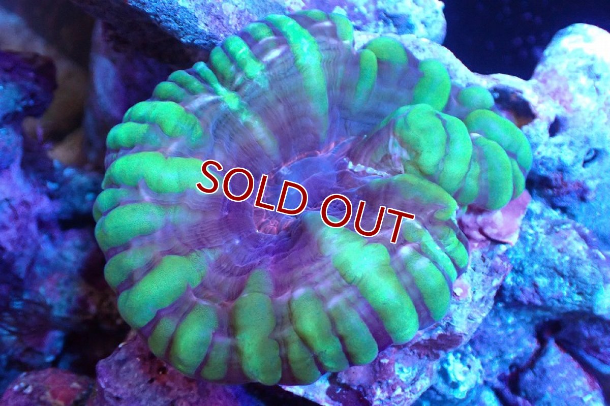 画像1: 【サンゴまとめ買い割引き10％〜20%OFF対象商品】 【サンゴ】【通販】コハナガタサンゴ（Special Green)（個体販売）（±8-10cm)No.1（生体）（サンゴ） (1)