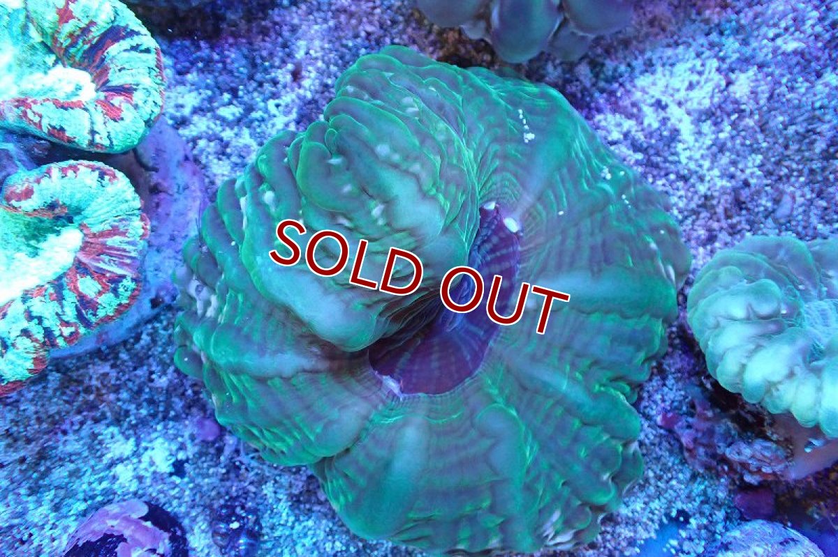 画像1: 【サンゴまとめ買い割引き10％〜20%OFF対象商品】 【サンゴ】【通販】コハナガタサンゴ(Green)（個体販売）（±8-10cm)No.3（生体）（サンゴ） (1)