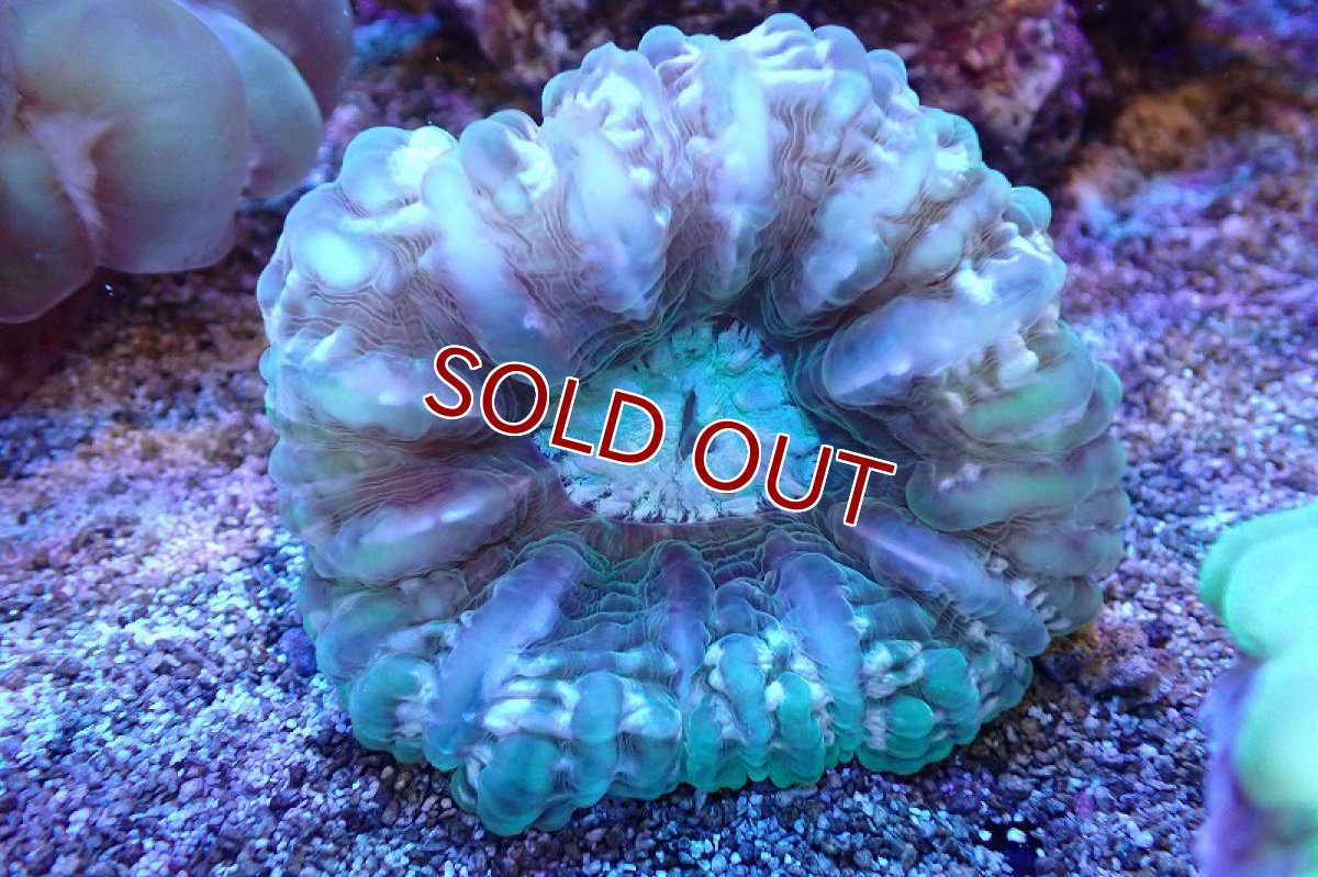 画像1: 【サンゴまとめ買い割引き10％〜20%OFF対象商品】 【サンゴ】【通販】コハナガタサンゴ(Green)（個体販売）（±6-7cm)No.5（生体）（サンゴ） (1)