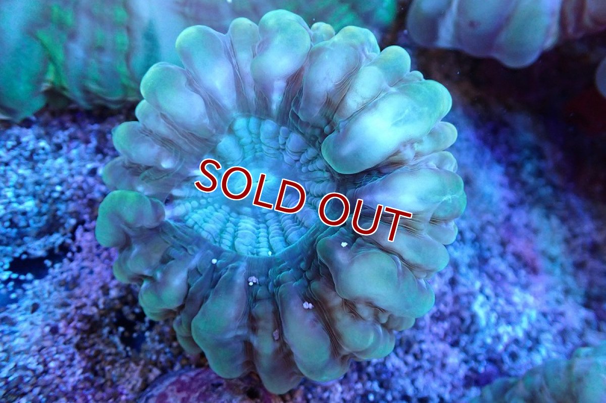 画像1: 【サンゴまとめ買い割引き10％〜20%OFF対象商品】 【サンゴ】【通販】コハナガタサンゴ(Green)（個体販売）（±6-7cm)No.6（生体）（サンゴ） (1)