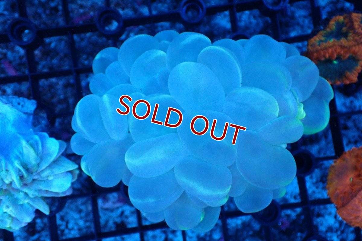 画像1: 【サンゴまとめ買い割引き10％〜20%OFF対象商品】 【サンゴ】【通販】バブルコーラル（クリアーカラー）Mサイズ（個体販売）（±10-12cm)No.1（生体）（サンゴ） (1)