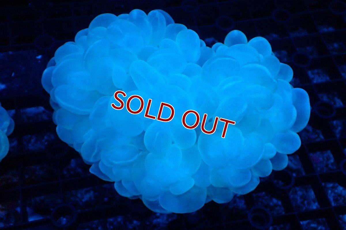 画像1: 【サンゴまとめ買い割引き10％〜20%OFF対象商品】 【サンゴ】【通販】バブルコーラル（クリアーカラー）Lサイズ（個体販売）（±13-15cm)No.3（生体）（サンゴ） (1)