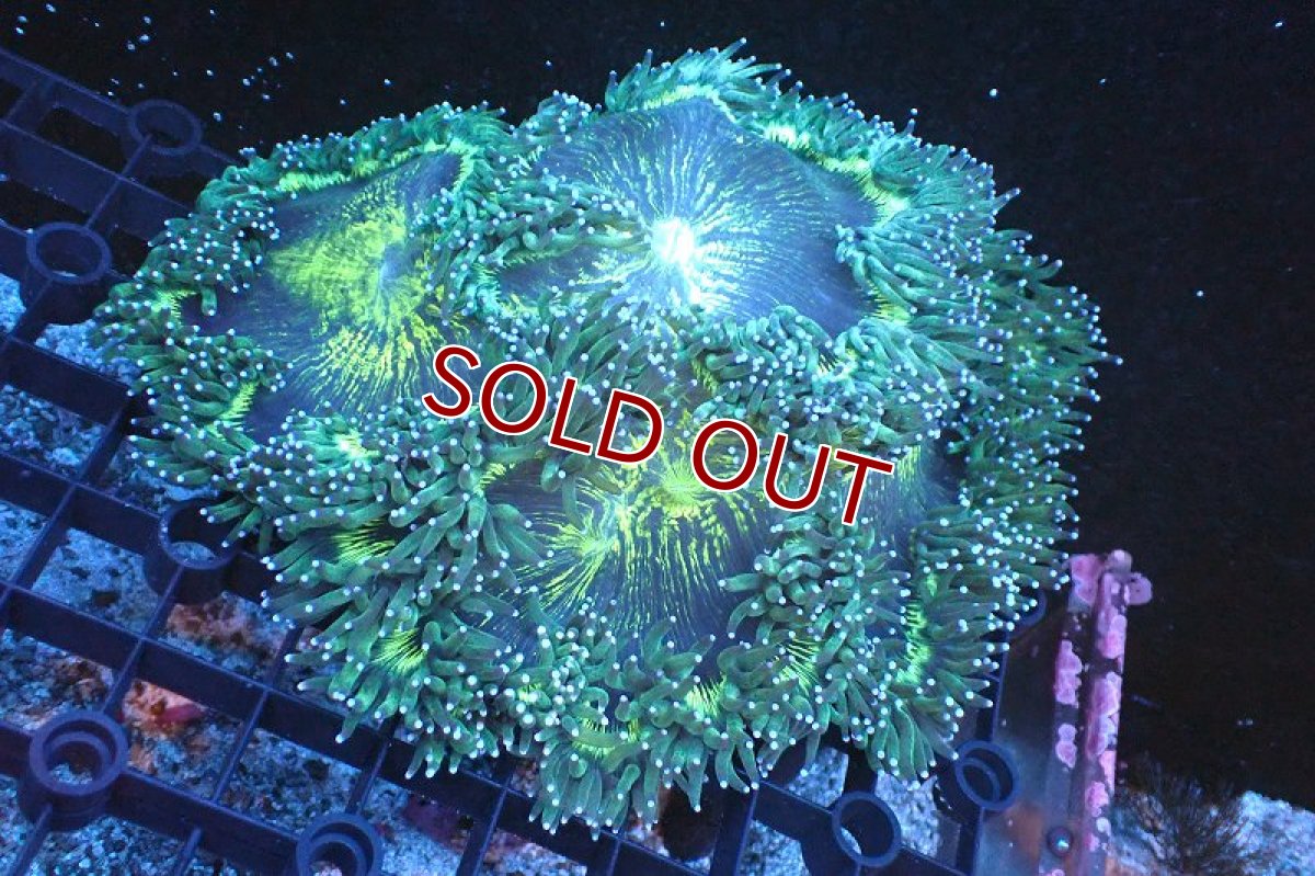 画像1: 【サンゴまとめ買い割引き10％〜20%OFF対象商品】 【サンゴ】【通販】トランペットコーラル（メタリックグリーン/MLサイズ）（個体販売）（±13-15cm)No.7（生体）（サンゴ） (1)