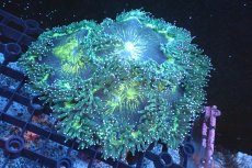 画像1: 【サンゴ】【通販】トランペットコーラル（メタリックグリーン/MLサイズ）（個体販売）（±13-15cm)No.7（生体）（サンゴ） (1)