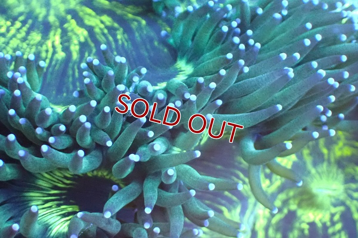 画像2: 【サンゴまとめ買い割引き10％〜20%OFF対象商品】 【サンゴ】【通販】トランペットコーラル（メタリックグリーン/MLサイズ）（個体販売）（±13-15cm)No.7（生体）（サンゴ） (2)