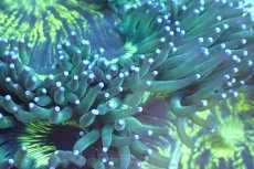 画像2: 【サンゴ】【通販】トランペットコーラル（メタリックグリーン/MLサイズ）（個体販売）（±13-15cm)No.7（生体）（サンゴ） (2)