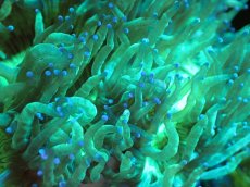 画像2: 【サンゴまとめ買い割引き10％〜20%OFF対象商品】 【サンゴ】【通販】トランペットコーラル（Metallic Green/Blue Tip)（個体販売）（±13-15cm)No.1（生体）（サンゴ） (2)