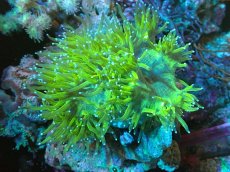 画像1: 【サンゴまとめ買い割引き10％〜20%OFF対象商品】 【サンゴ】【通販】トランペットコーラル（Yellow/Blue Tip)（個体販売）（±13-15cm)No.2（生体）（サンゴ） (1)