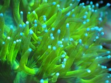 画像2: 【サンゴまとめ買い割引き10％〜20%OFF対象商品】 【サンゴ】【通販】トランペットコーラル（Yellow/Blue Tip)（個体販売）（±13-15cm)No.2（生体）（サンゴ） (2)