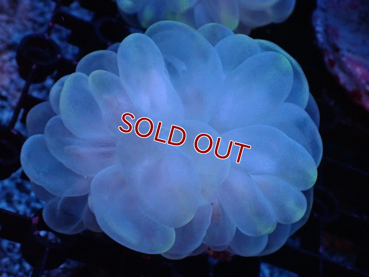 画像1: 【サンゴまとめ買い割り引き対象商品30周年セール】【サンゴ】【通販】バブルコーラル（クリアーカラー）（個体販売）（±8-9cm)No.2（生体）（サンゴ） (1)