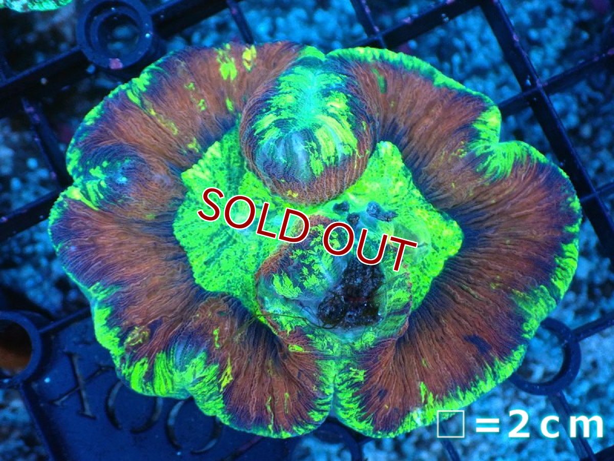 画像1: 【サンゴ】【通販】オープンブレインコーラル（Multi Color)（個体販売）No.4（生体）（サンゴ） (1)