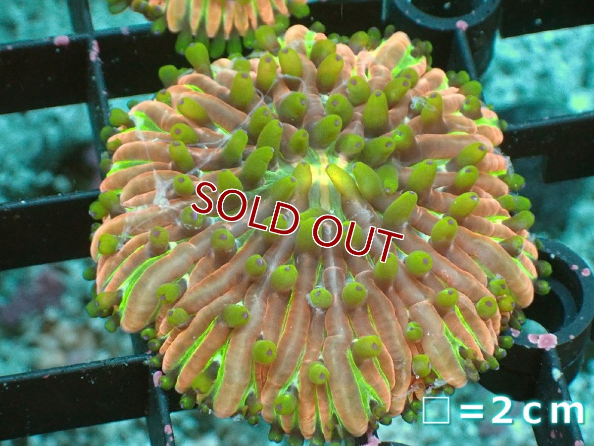 画像1: 【サンゴ】【通販】クサビライシsp. (Rainbow）（個体販売）No.3（生体）（サンゴ） (1)