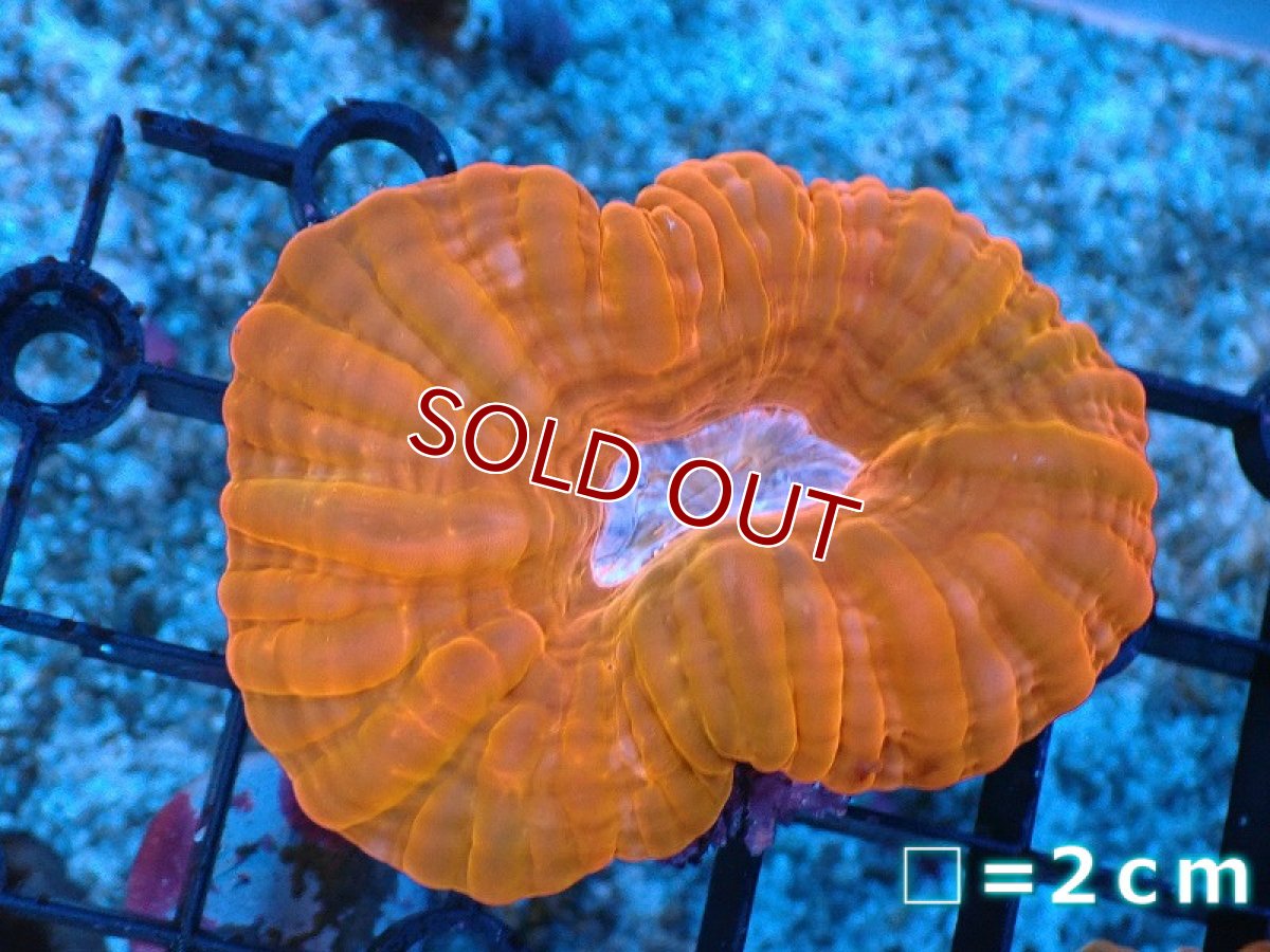 画像1: 【サンゴ】【通販】コハナガタサンゴ（Orange)（個体販売）No.11（生体）（サンゴ） (1)