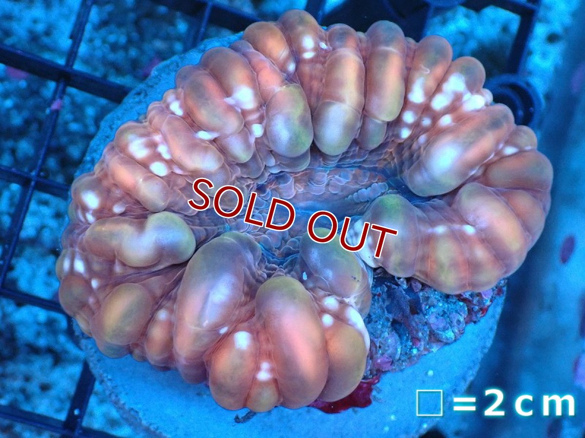 画像1: 【サマーセール サンゴまとめ買い割り対象商品】【サンゴ】【通販】コハナガタサンゴ（RED)（個体販売）No.12（生体）（サンゴ） (1)
