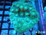 スリバチサンゴ メタリックグリーン 直径約15cm 0329スリバチサンゴメタリックグリーン - 海水魚ショップ ナチュラル