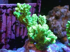 画像1: 【サンゴ】【通販】ブリードエダイボサンゴ（メタリックグリーン）（個体販売）No.1（生体）（サンゴ） (1)