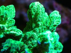 画像2: 【サンゴ】【通販】ブリードエダイボサンゴ（メタリックグリーン）（個体販売）No.2（生体）（サンゴ） (2)