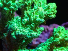 画像2: 【サンゴ】【通販】ブリードエダイボサンゴ（メタリックグリーン）（個体販売）No.3（生体）（サンゴ） (2)