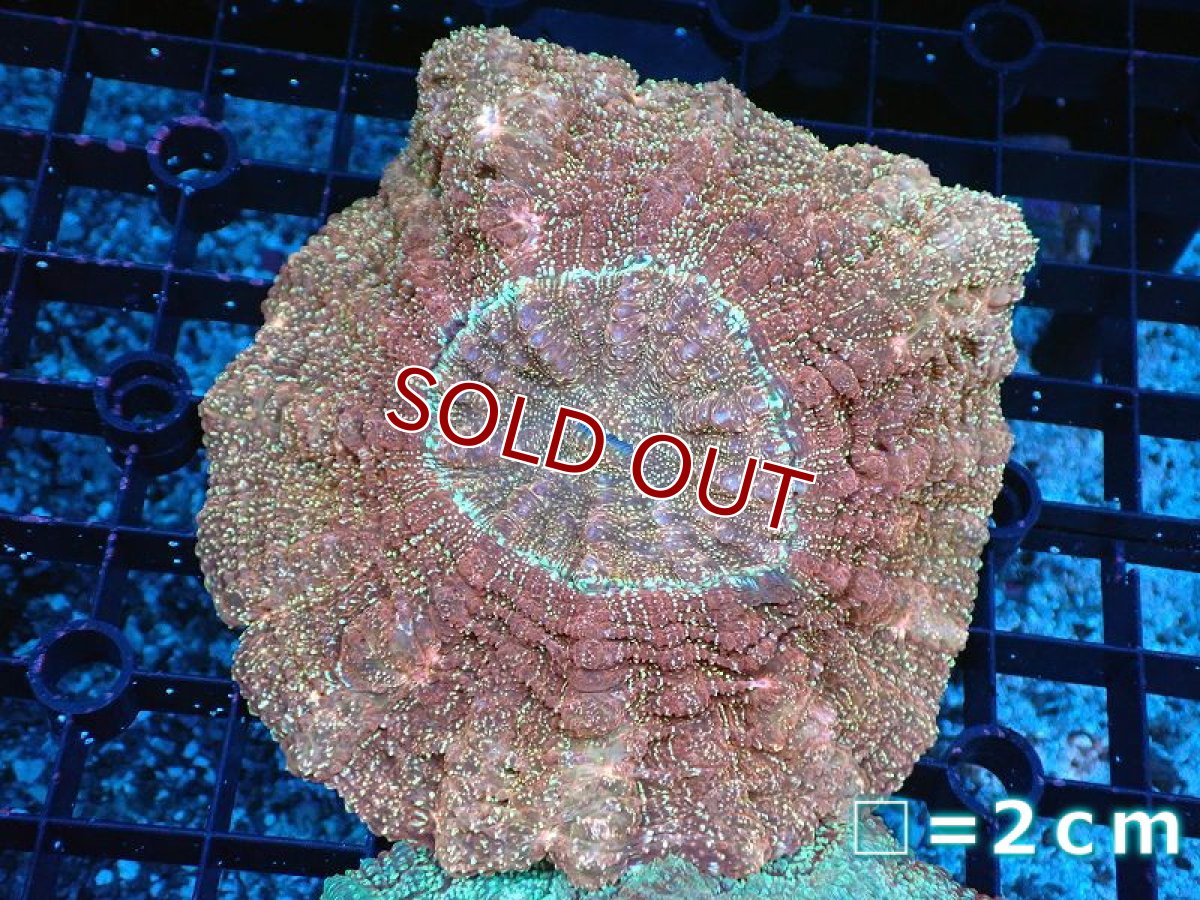 画像1: 【海水魚・サンゴセール品】【サンゴ】【通販】アザミハナガタサンゴ（Special）（個体販売）No.3（生体）（サンゴ） (1)