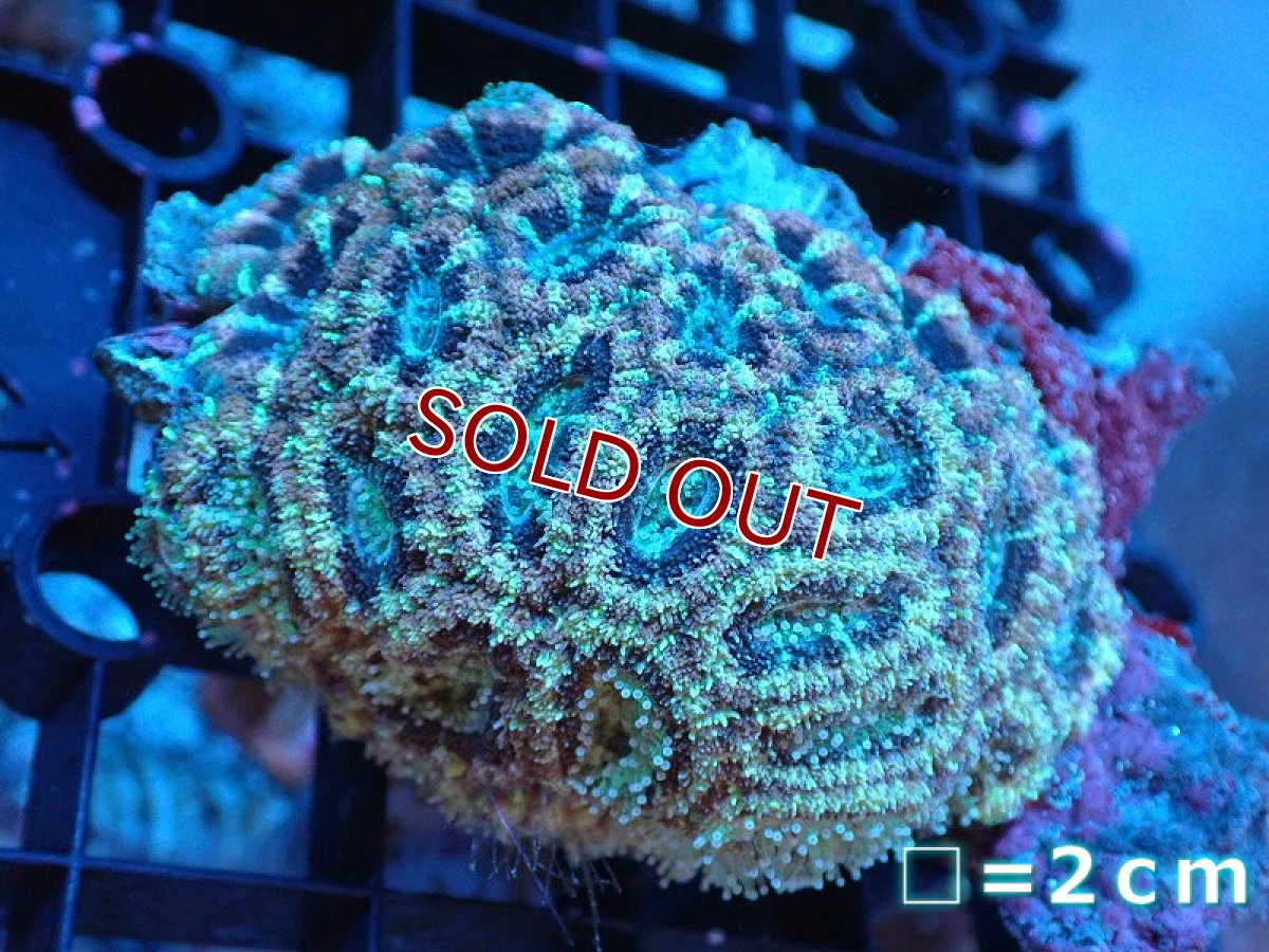 画像1: 【ボーナスセール対象個体　サンゴまとめ買い割り対象商品】【サンゴ】【通販】カクオオトゲキクメイシ（Multi Color)（個体販売）（生体）（サンゴ） (1)