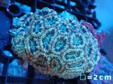 画像1: 【サンゴまとめ買い割り引き対象商品30周年セール】 【サンゴ】【通販】カクオオトゲキクメイシ（Multi Color)（個体販売）（生体）（サンゴ） (1)