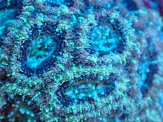 画像2: 【サンゴまとめ買い割り引き対象商品30周年セール】 【サンゴ】【通販】カクオオトゲキクメイシ（Multi Color)（個体販売）（生体）（サンゴ） (2)