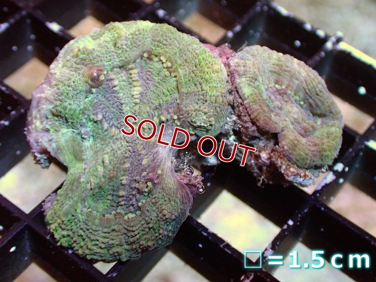 画像1: 【サンゴ】【通販】オトゲキクメイシ（Multi Color)（個体販売）（生体）（サンゴ） (1)