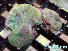 画像1: 【サンゴまとめ買い割り引き対象商品30周年セール】 【サンゴ】【通販】オトゲキクメイシ（Multi Color)（個体販売）（生体）（サンゴ） (1)