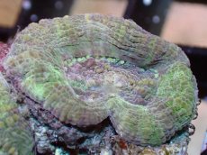 画像2: 【サンゴまとめ買い割り引き対象商品30周年セール】 【サンゴ】【通販】オトゲキクメイシ（Multi Color)（個体販売）（生体）（サンゴ） (2)