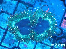 画像1: 【サンゴまとめ買い割り引き対象商品30周年セール】 【サンゴ】【通販】トランペットコーラル（イエローチップ）SMサイズ（個体販売）No.1（生体）（サンゴ） (1)