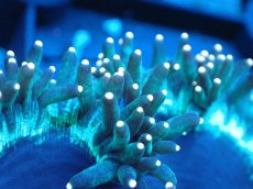 画像2: 【サンゴまとめ買い割り引き対象商品30周年セール】 【サンゴ】【通販】トランペットコーラル（イエローチップ）SMサイズ（個体販売）No.1（生体）（サンゴ） (2)