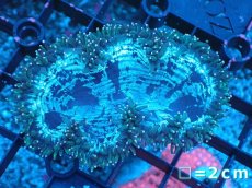 画像1: 【サンゴまとめ買い割り引き対象商品30周年セール】 【サンゴ】【通販】トランペットコーラル（イエローチップ）SMサイズ（個体販売）No.2（生体）（サンゴ） (1)