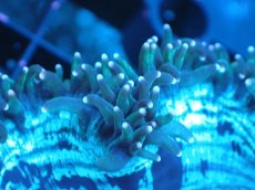 画像2: 【サンゴまとめ買い割り引き対象商品30周年セール】 【サンゴ】【通販】トランペットコーラル（イエローチップ）SMサイズ（個体販売）No.2（生体）（サンゴ） (2)