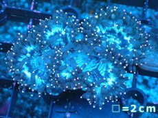 画像1: 【サンゴまとめ買い割り引き対象商品30周年セール】 【サンゴ】【通販】トランペットコーラル（イエローチップ）SMサイズ（個体販売）No.3（生体）（サンゴ） (1)