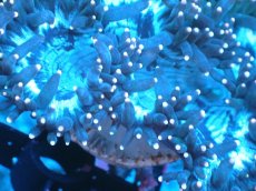 画像2: 【サンゴまとめ買い割り引き対象商品30周年セール】 【サンゴ】【通販】トランペットコーラル（イエローチップ）SMサイズ（個体販売）No.3（生体）（サンゴ） (2)