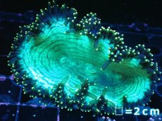 画像1: 【サンゴまとめ買い割り引き対象商品30周年セール】 【サンゴ】【通販】トランペットコーラル（メタリックグリーン/イエローチップ）SMサイズ（個体販売）No.4（生体）（サンゴ） (1)