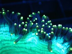 画像2: 【サンゴまとめ買い割り引き対象商品30周年セール】 【サンゴ】【通販】トランペットコーラル（メタリックグリーン/イエローチップ）SMサイズ（個体販売）No.4（生体）（サンゴ） (2)