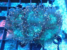 画像1: 【サンゴまとめ買い割り引き対象商品30周年セール】 【サンゴ】【通販】トランペットコーラル（イエローチップ）SMサイズ（個体販売）No.5（生体）（サンゴ） (1)