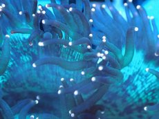 画像2: 【サンゴまとめ買い割り引き対象商品30周年セール】 【サンゴ】【通販】トランペットコーラル（イエローチップ）SMサイズ（個体販売）No.5（生体）（サンゴ） (2)