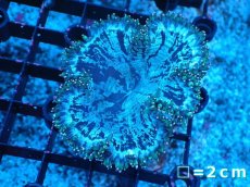 画像1: 【サンゴまとめ買い割り引き対象商品30周年セール】 【サンゴ】【通販】トランペットコーラル（イエローチップ）SMサイズ（個体販売）No.6（生体）（サンゴ） (1)