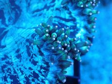 画像2: 【サンゴまとめ買い割り引き対象商品30周年セール】 【サンゴ】【通販】トランペットコーラル（イエローチップ）SMサイズ（個体販売）No.6（生体）（サンゴ） (2)