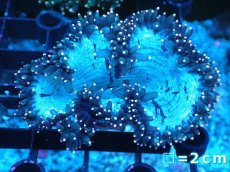 画像1: 【サンゴまとめ買い割り引き対象商品30周年セール】 【サンゴ】【通販】トランペットコーラル（イエローチップ）SMサイズ（個体販売）No.7（生体）（サンゴ） (1)