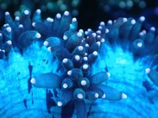 画像2: 【サンゴまとめ買い割り引き対象商品30周年セール】 【サンゴ】【通販】トランペットコーラル（イエローチップ）SMサイズ（個体販売）No.7（生体）（サンゴ） (2)