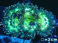 画像1: 【サンゴまとめ買い割り引き対象商品30周年セール】 【サンゴ】【通販】トランペットコーラル（メタリックグリーン/イエローチップ）SMサイズ（個体販売）No.8（生体）（サンゴ） (1)