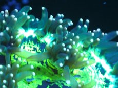 画像2: 【サンゴまとめ買い割り引き対象商品30周年セール】 【サンゴ】【通販】トランペットコーラル（メタリックグリーン/イエローチップ）SMサイズ（個体販売）No.8（生体）（サンゴ） (2)