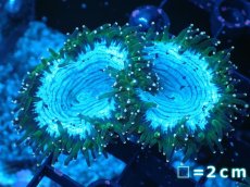 画像1: 【サンゴまとめ買い割り引き対象商品30周年セール】 【サンゴ】【通販】トランペットコーラル（イエローチップ）SMサイズ（個体販売）No.9（生体）（サンゴ） (1)